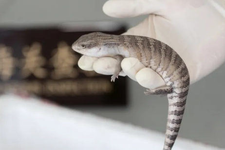 港珠澳大桥海关查获“异宠”活体蜥蜴389只