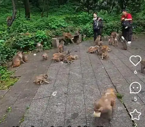 女生拿西瓜喂猴被猴子飞踹一脚，官方回应：野猴易伤人