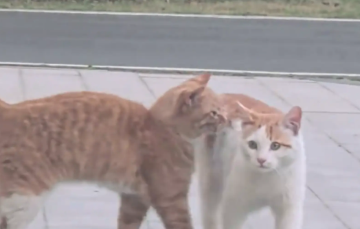 猫咪突发奇想吓唬同伴，绕道背后纵身一跳