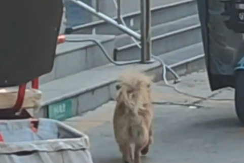 女子盲猜陌生狗子名字，居然猜中了。网友：第一次在狗狗脸上看到迷茫 