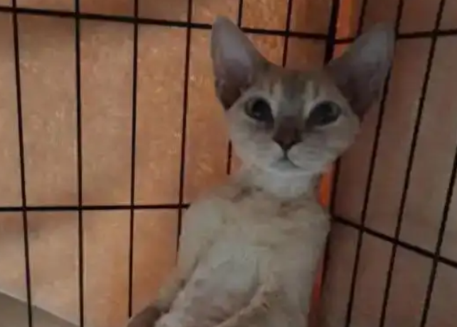 猫咪从43楼坠下奇迹生还，猫咪高空坠落时“易伤不易死”