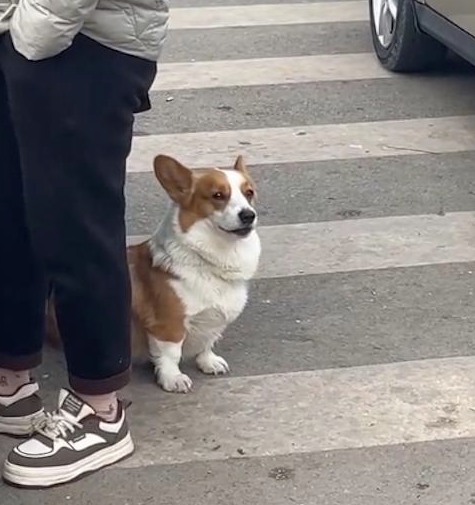 主人在排队买臭豆腐，狗狗在旁边闻得有点想呕吐！