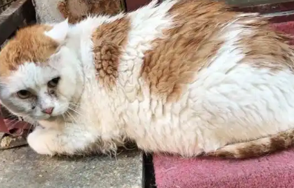 陪伴主人10年的宠物猫，无故被丢在路边，它还在等主人接它回家