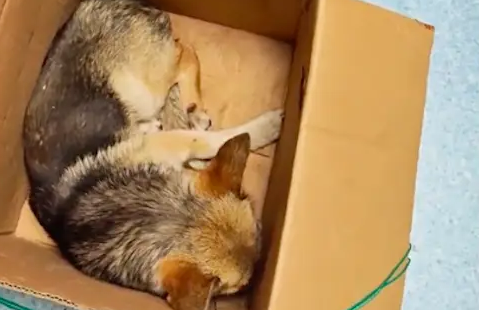 狗狗双腿被人打断，遇到好心中介小哥！