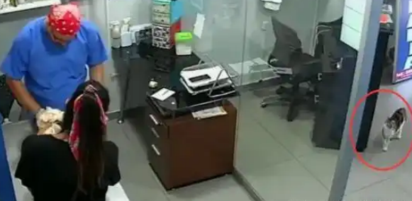 主人带狗狗打疫苗，猫咪以为被欺负，直接抱着医生咬