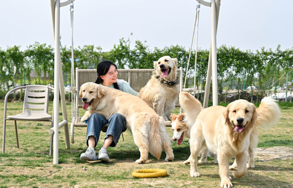 太神奇了，狗狗助力主人脱单！