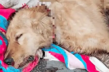 河北某一小区20多条宠物狗蹊跷死亡