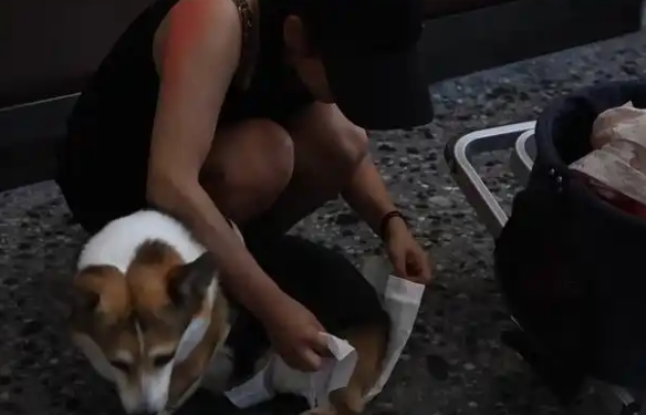 暑运宠物出行服务升级 还有“毛孩子”专属特色游上新