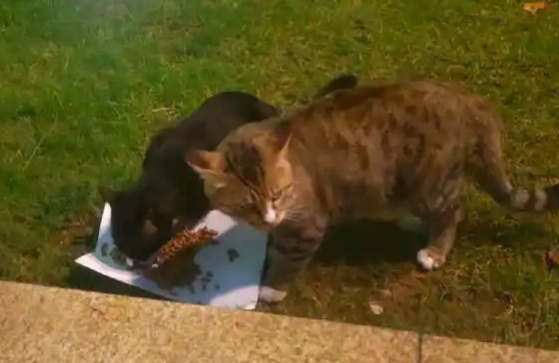 眼睛里“藏”着寄生虫，竟是天天喂流浪猫惹的祸