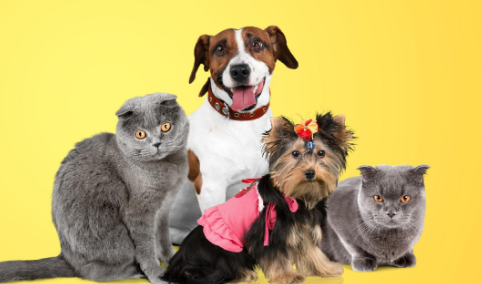 2025年中国宠物行业市场报告：社交媒体成消费决策的核心因素