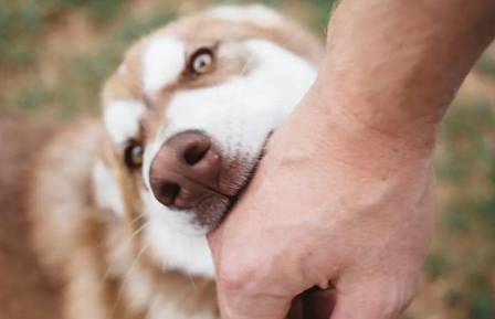 狗主人，当学苏东坡