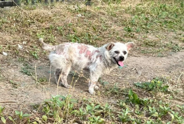 懂得感恩的流浪狗，却因外貌被人类嫌弃，带回家2个月后判若两狗