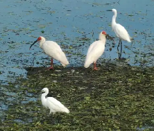 汉中城固上元观派出所及时救助受伤朱鹮 携手守护生态家园