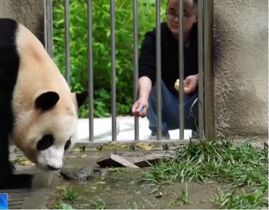 大熊猫“福宝”营业了！大家关心的问题看这里
