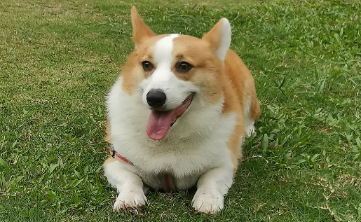 “巴氏铲屎官”抖音分享宠物日常，收获超30万粉丝