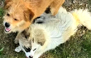 触目惊心！大连莲花山流浪狗成梅花鹿杀手