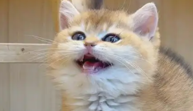 如何为“毛孩子”找到更好去处