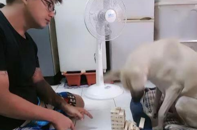 主人想教狗狗玩叠叠乐，规则都还没讲完，狗狗一掌就把它拍倒 