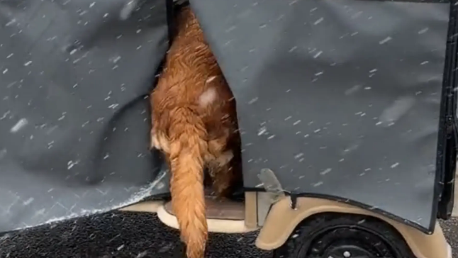 男子骑电车带狗子回家，等红灯时狗子却上了别人的车