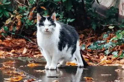 雨中和人类求助的流浪猫，身下还护着一只小猫，猫：救救我的孩子
