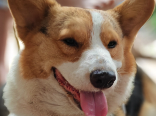 宠物经济时代，万亿市场背后的机遇与挑战