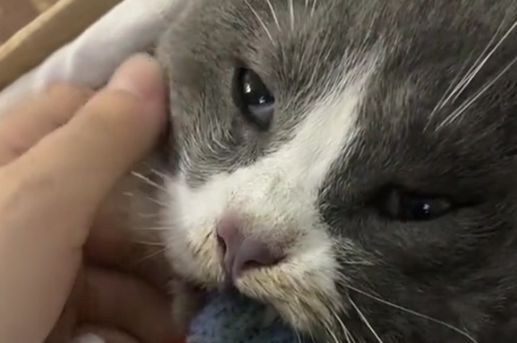 “猫咪撑到主人回家咬着衣角离世”冲上热搜