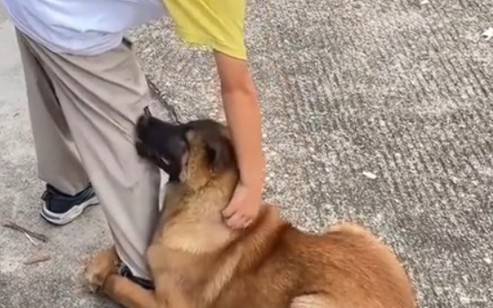 狗狗抱住小男孩就是不走，视频引发热议