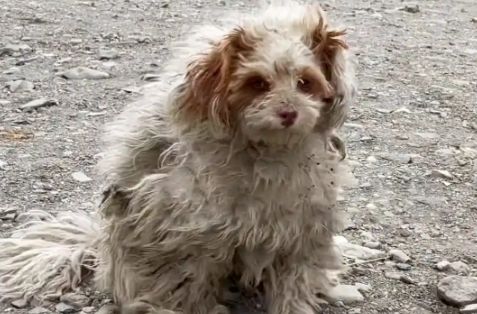 从无人区救回来的狗狗，担心再被抛弃，狂追好心人车子数公里