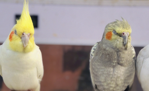 高烧半月未愈、眼睛爬出白虫……铲屎官必看健康防护攻略