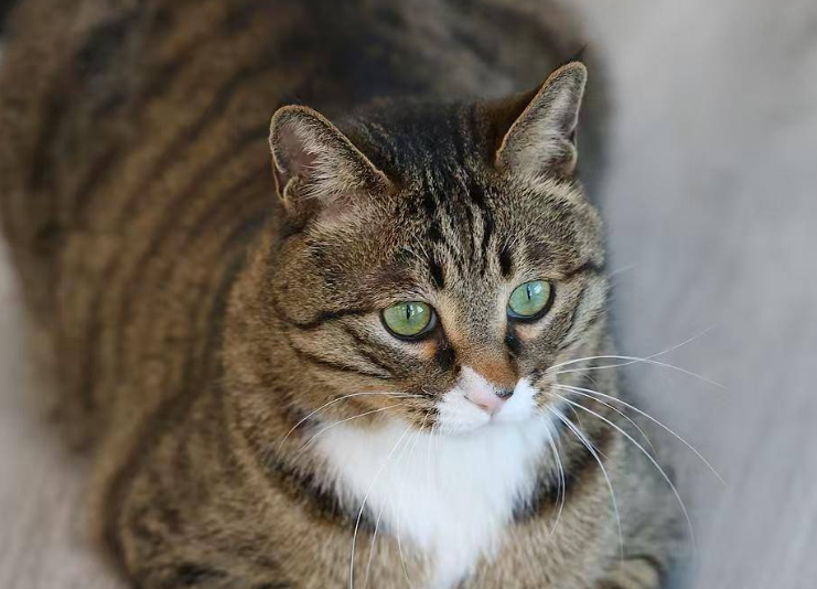 流浪猫逆袭成“猫医生” 专治人心已“接诊”120余人