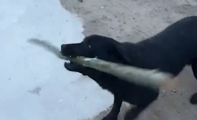 狗子学会用棍子打主人。网友：齐天狗剩