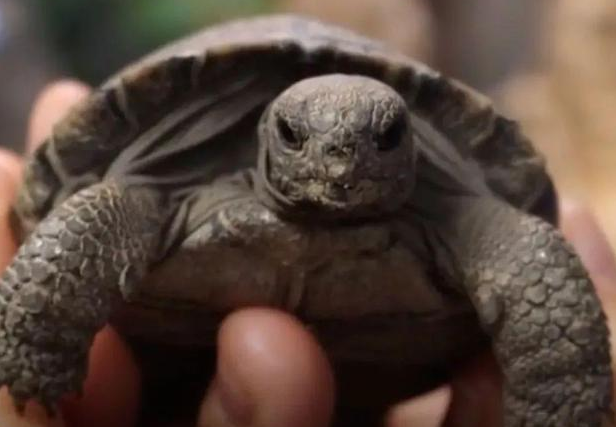 美国濒危陆龟93岁高龄首次当妈，产下16枚蛋