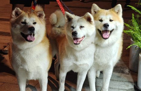 创新消费场景，宠物经济热潮涌动
