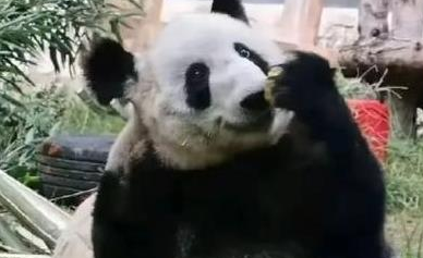 大熊猫“丫丫”拆漏食器吃窝窝头，网友：学会减法，生活更快乐！