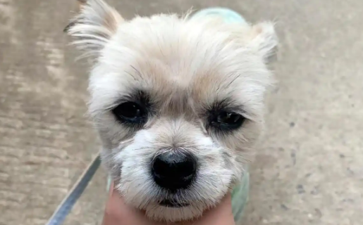 蓬头垢面的流浪狗，为求收留追人4公里，带回家后颜值逆袭