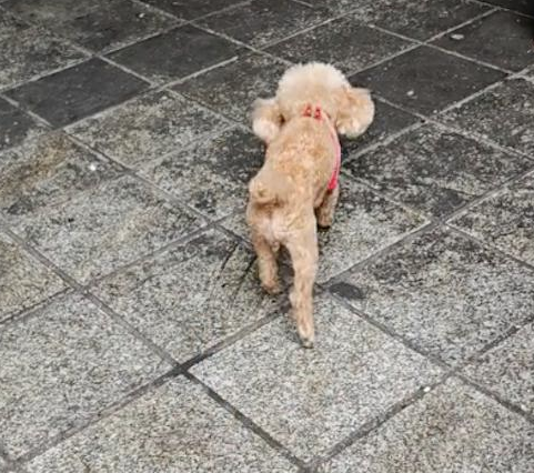 泰迪为了讨吃的，竟然装瘫痪在地上来回爬！