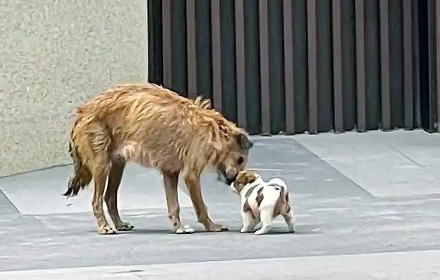 放下戒备讨好人类的狗狗，要到食物转身就跑，跟随后发现感人真相