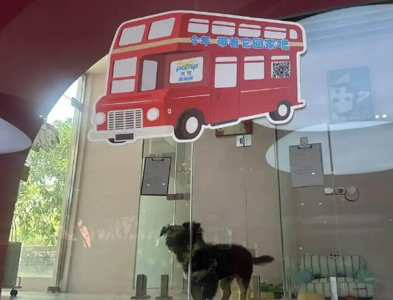 飞客舱、坐高铁、搭地铁！五一“毛孩子”也能说走就走