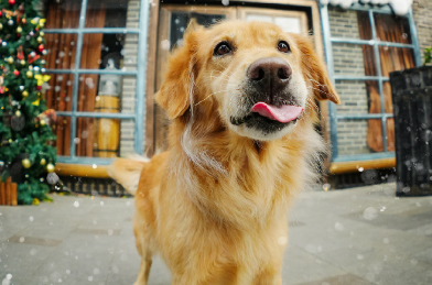“铲屎官”钱包不保！宠物运动衫受宠