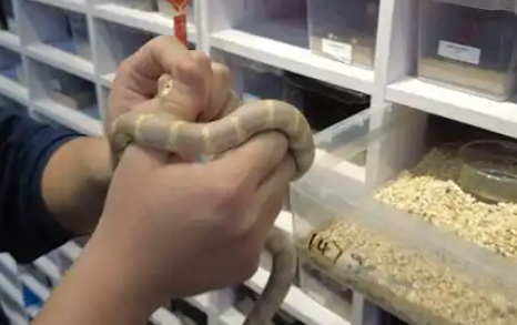 小学生盯上养宠物蛇，价格300元起