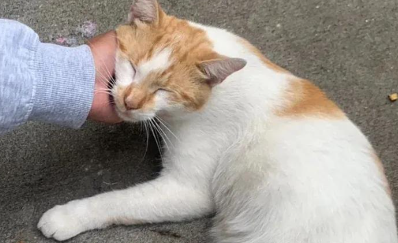 流浪猫被好心人投喂后，竟赖在家门口不走