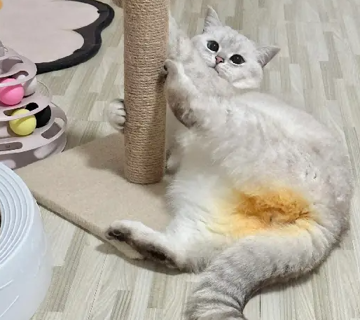 网友好奇明明一身银色，为啥都说它是金渐层，直到猫转个身，笑喷了！