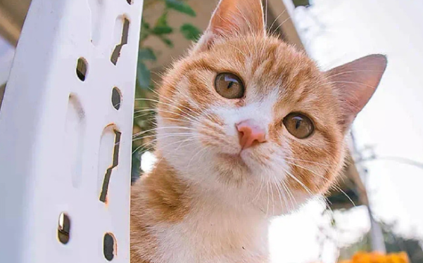 爱的双向奔赴：宠物与人类的温暖故事