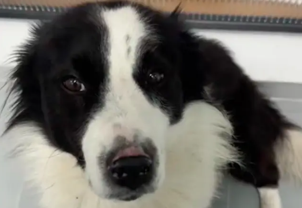 旅行捡到只流浪边牧，自驾竟遭泥石流被困！