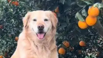 网红金毛犬突发心脏病离世，曾因摘橙子助农走红