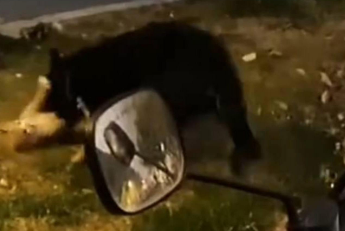 “小区内深夜斗狗”犬主人之一被处罚