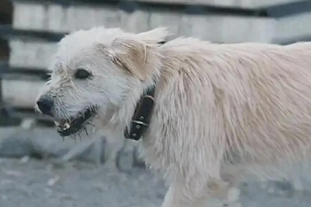 狗王“长毛”火遍外网，身价一夜暴涨！