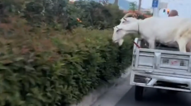 大爷骑电动三轮带两只羊，羊在车上吃“自助餐”