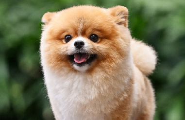 宠物行业发展动能强劲，板块投资机遇值得关注