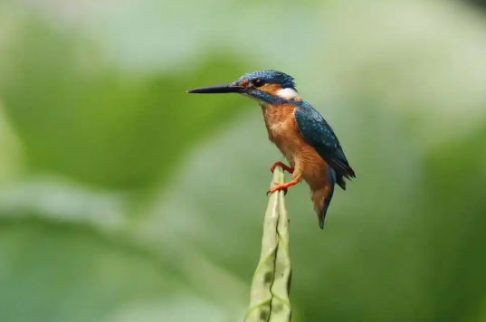 陕西“护鸟”行动升级，省委书记：全链条排查整治，形成高压震慑态势